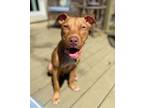 Adopt Ducky a Red/Golden/Orange/Chestnut American Staffordshire Terrier dog in