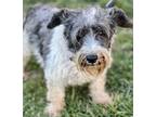 Adopt Missy a Gray/Blue/Silver/Salt & Pepper Schnauzer (Miniature) / Mixed dog