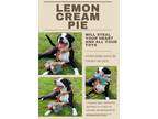 Adopt Lemon Cream Pie a Black 
