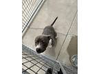 Adopt Bella a Gray/Blue/Silver/Salt & Pepper American Pit Bull Terrier / Mixed