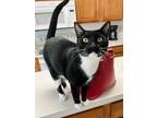 Adopt Ray a Black & White or Tuxedo Domestic Shorthair (short coat) cat in
