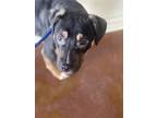 Adopt Bentley a Black Rottweiler / Mixed dog in New Orleans, LA (37635588)