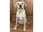 Adopt Louie a Tan/Yellow/Fawn Labrador Retriever / Great Pyrenees / Mixed dog in