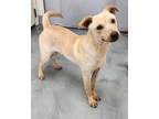 Adopt Tango a Labrador Retriever dog in Clear Lake, IA (37634260)