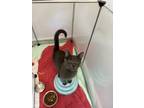 Adopt Toby a Gray or Blue Russian Blue (short coat) cat in Manteca