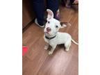 Adopt 52282462 a White American Pit Bull Terrier / Mixed dog in Baton Rouge