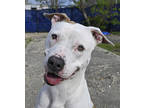Adopt Squill a White American Pit Bull Terrier / Mixed dog in New Orleans