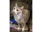 Adopt Trinket a Gray or Blue Domestic Shorthair / Domestic Shorthair / Mixed cat