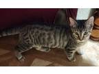 Adopt Simon a Brown Tabby American Shorthair / Mixed (short coat) cat in