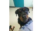 Adopt Conner a Black Rottweiler / Mixed dog in Altoona, PA (37634954)