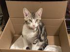 Adopt Moo Moo a Spotted Tabby/Leopard Spotted American Shorthair / Mixed (short