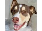 Adopt Toyo - ECAS a Brown/Chocolate Siberian Husky / Mixed dog in Pleasanton