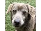 Adopt Grace - ECAS a Brown/Chocolate Dachshund / Mixed dog in Pleasanton