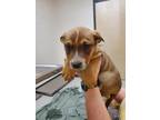 Adopt Cheddar a Australian Cattle Dog / Hound (Unknown Type) / Mixed dog in