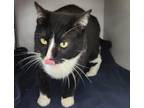 Adopt Spade a Domestic Shorthair / Mixed (short coat) cat in Park City