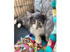 Adopt Wander a Domestic Longhair / Mixed (short coat) cat in Brigham City -