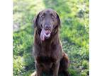 Adopt Gwendolyn a Brown/Chocolate Labrador Retriever / Mixed dog in Huntsville