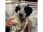Adopt BAMBI a Black Australian Shepherd / Border Collie / Mixed dog in Pt.