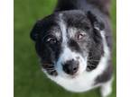 Adopt Nara a Border Collie / Mixed dog in San Ramon, CA (37633882)