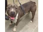 Adopt Gideon a American Staffordshire Terrier / Mixed dog in Tulare