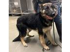 Adopt Joanie a German Shepherd Dog / Mixed dog in Tulare, CA (37633805)