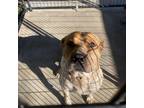 Adopt Nip a Australian Cattle Dog / Mixed dog in Columbus, NC (37633775)