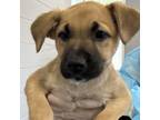 Adopt Alabama a Brown/Chocolate Labrador Retriever / Mixed dog in Columbus