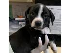 Adopt Duke a Black Pit Bull Terrier / Shar Pei / Mixed dog in Ardmore