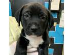 Adopt Bently a Black Pit Bull Terrier / Shar Pei / Mixed dog in Ardmore