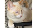 Adopt Clove a Orange or Red Siamese / Mixed cat in Pleasanton, CA (37633733)