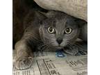 Adopt Camila (feral) a Gray or Blue Domestic Shorthair / Mixed cat in