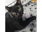 Adopt Gabby Cat a All Black Domestic Shorthair / Mixed cat in Clarksdale