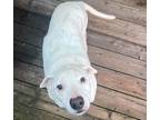 Adopt Zoey a White - with Gray or Silver Dalmatian / Mixed dog in Downey