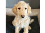 Adopt Truman a Tan/Yellow/Fawn Goldendoodle / Mixed dog in Mead, CO (37633227)