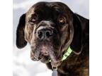Adopt Downeaster a Black Mastiff / Mixed dog in Incline Village, NV (37633183)