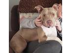 Adopt Marge a Gray/Silver/Salt & Pepper - with Black American Pit Bull Terrier /
