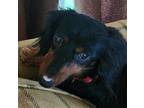 Adopt Paw Paw a Black - with Tan, Yellow or Fawn Dachshund / Mixed dog in