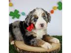 Australian Shepherd Puppy for sale in Le Center, MN, USA