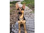 Adopt Zibby a Belgian Malinois / German Shepherd Dog / Mixed dog in Santa Rosa