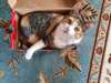 Adopt Nessie a Calico or Dilut