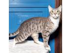 Adopt Bobbin a Gray, Blue or Silver Tabby Domestic Shorthair / Mixed cat in