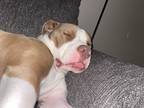 Adopt Princetopher (Prince) a White - with Tan, Yellow or Fawn American Pit Bull