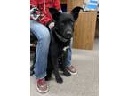 Adopt Chopper a Black - with White Labrador Retriever / Mixed dog in Fallon
