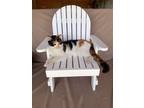 Adopt Golie a Calico or Dilute Calico Colorpoint Shorthair / Mixed (short coat)