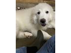 Adopt RAINY a White - with Tan, Yellow or Fawn Great Pyrenees / Mixed dog in