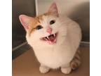 Adopt 79836 Tonto a White Domestic Shorthair / Domestic Shorthair / Mixed cat in