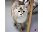 Adopt Meow Meow a White Domestic Shorthair / Mixed cat in Murray, UT (37631175)