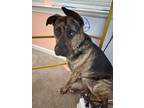 Adopt Cocoa a Brindle American Pit Bull Terrier / Rottweiler / Mixed dog in