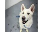 Adopt Yeti a White Husky / Shepherd (Unknown Type) / Mixed dog in Tangent