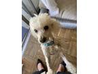 Adopt Mr Bojangles a White - with Tan, Yellow or Fawn Poodle (Miniature) / Mixed